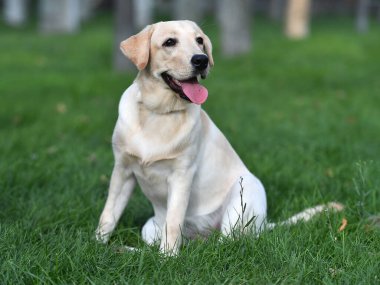Yeşil tarlada güzel bir labrador av köpeği.