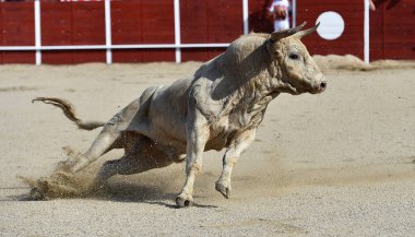 İspanya 'nın geleneksel boğa güreşi gösterisinde güçlü bir İspanyol boğası.