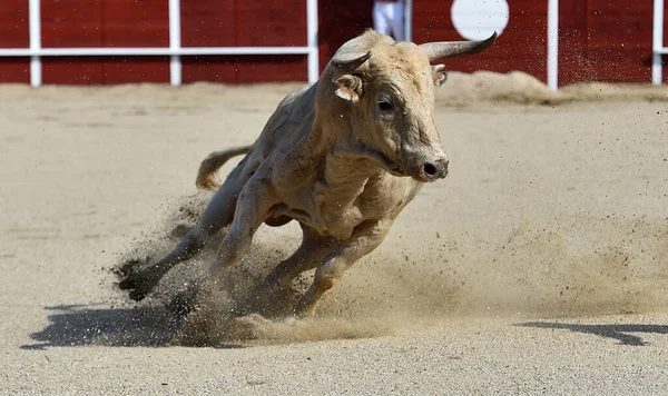 Een Sterke Spaanse Stier Het Traditionele Spektakel Van Stierenvechten Spanje — Stockfoto