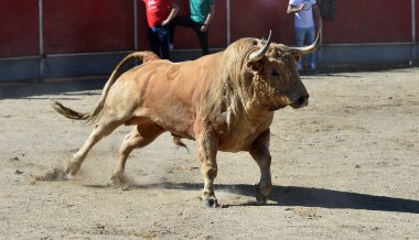 İspanyol beyaz boğası geleneksel boğa güreşi gösterisinde