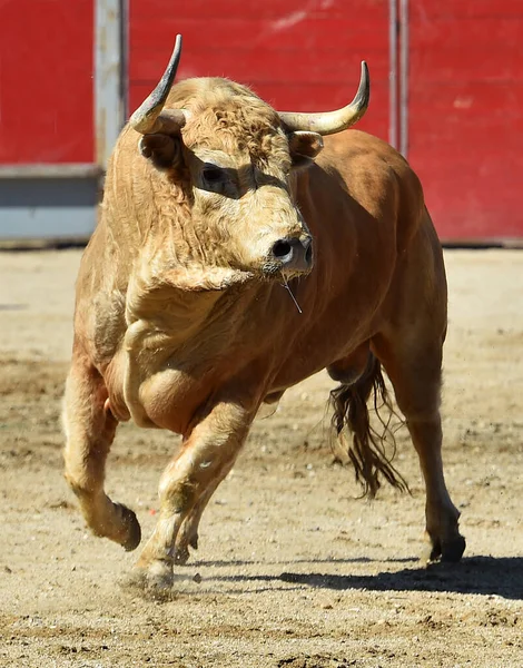 Spanish White Bull Traditional Spectacle Bullfight — Stock Photo, Image