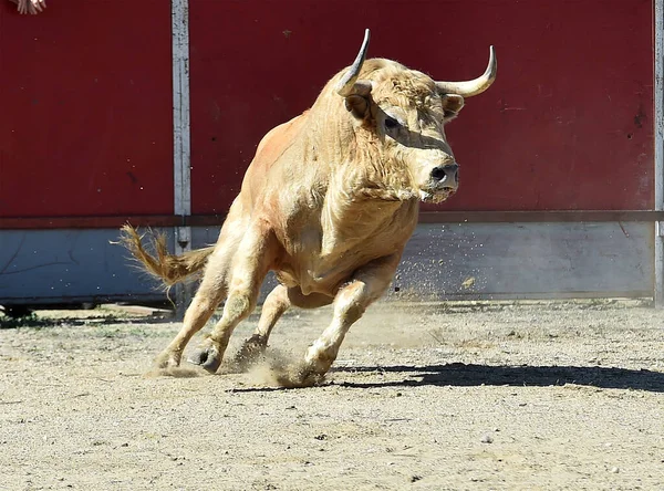 Spansk Vit Tjur Ett Traditionellt Spektakel Tjurfäktning — Stockfoto