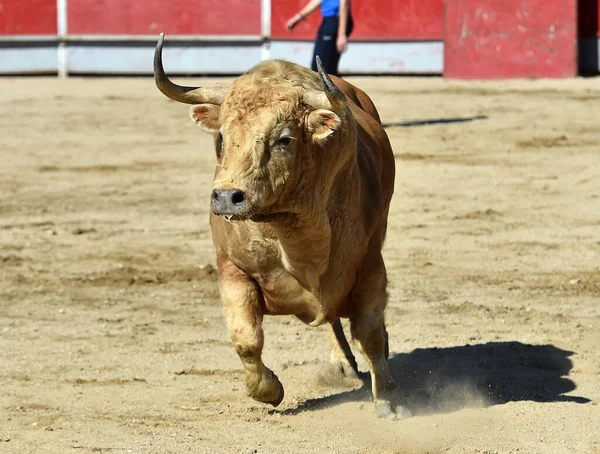 Ein Spanischer Weißer Stier Bei Einem Traditionellen Stierkampf Spektakel — Stockfoto