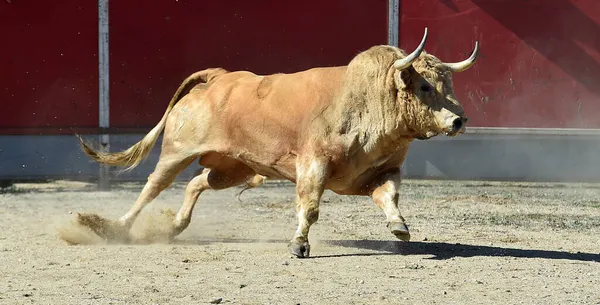 在传统的斗牛场面中 一头西班牙的白公牛 — 图库照片