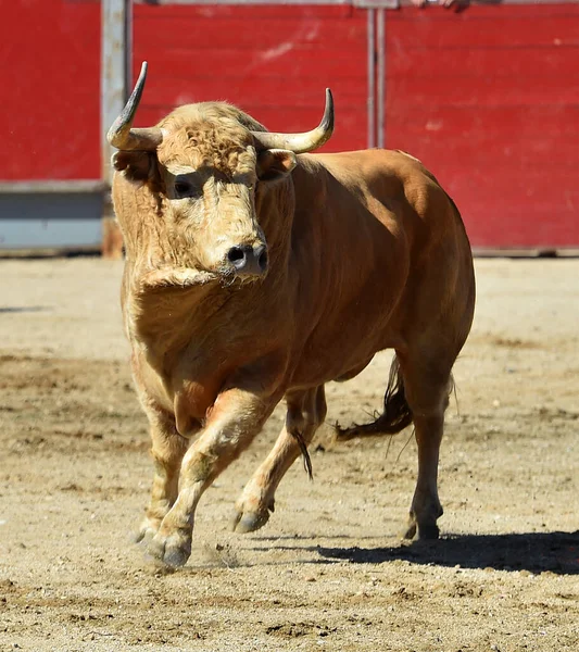 Spanish White Bull Traditional Spectacle Bullfight — Stock Photo, Image