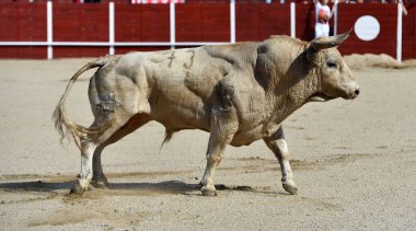 Kızgın boğa İspanya 'da geleneksel boğa güreşi gösterisinde