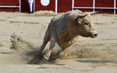 Kızgın boğa İspanya 'da geleneksel boğa güreşi gösterisinde