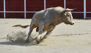 Kızgın boğa İspanya 'da geleneksel boğa güreşi gösterisinde