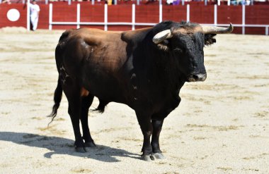 Kızgın boğa İspanya 'da geleneksel boğa güreşi gösterisinde