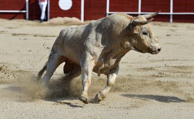 Kızgın boğa İspanya 'da geleneksel boğa güreşi gösterisinde