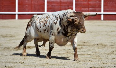 Yeşil tarlada bir Amerikan zorba köpek yavrusu