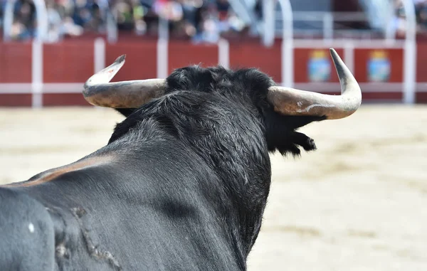 angry bull in the traditional spectacle of bullfight in spain