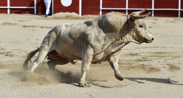 Kızgın boğa İspanya 'da geleneksel boğa güreşi gösterisinde
