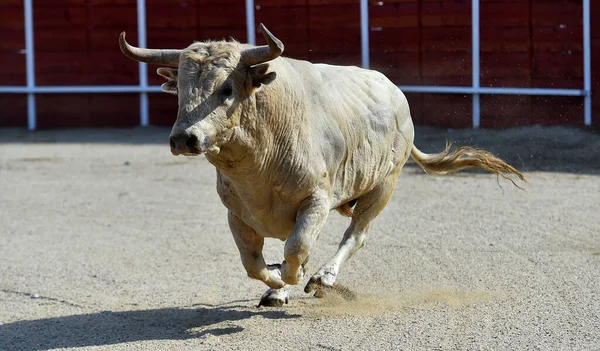 Kızgın boğa İspanya 'da geleneksel boğa güreşi gösterisinde