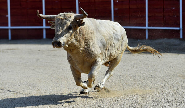 сердитый бык в традиционном зрелище боя быков в Испании