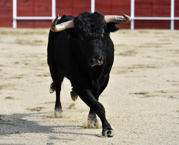 angry bull in the traditional spectacle of bullfight in spain