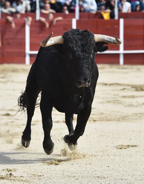 Toro Enojado Tradicional Espectáculo Corridas Toros España —  Fotos de Stock