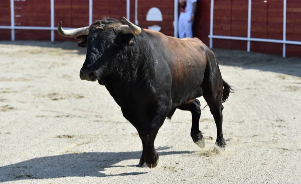 angry bull in the traditional spectacle of bullfight in spain