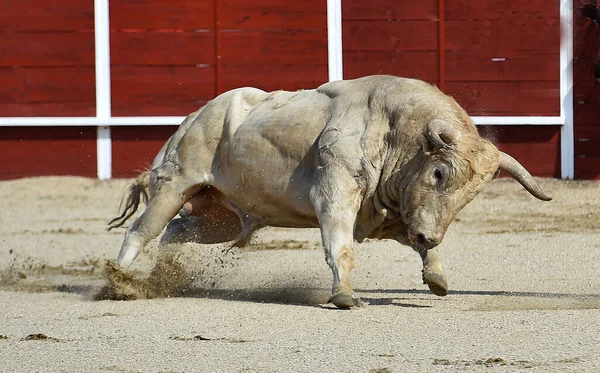 Arg Tjur Det Traditionella Spektaklet Tjurfäktning Spanien — Stockfoto