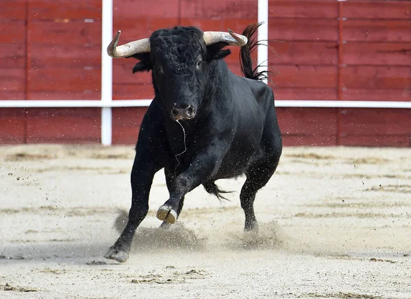 Wütender Stier Beim Traditionellen Stierkampf Spektakel Spanien — Stockfoto