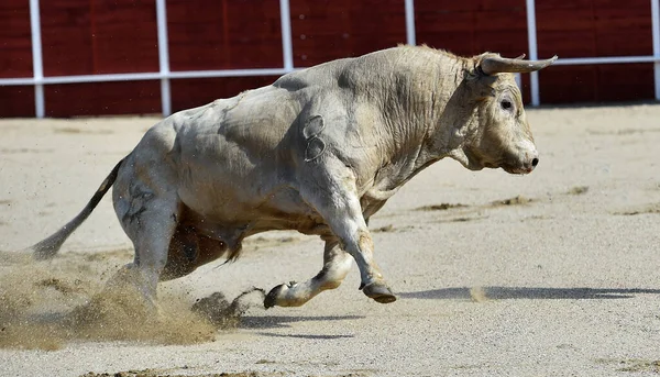 Boze Stier Het Traditionele Spektakel Van Stierenvechten Spanje — Stockfoto