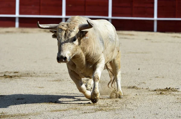 Arg Tjur Det Traditionella Spektaklet Tjurfäktning Spanien — Stockfoto