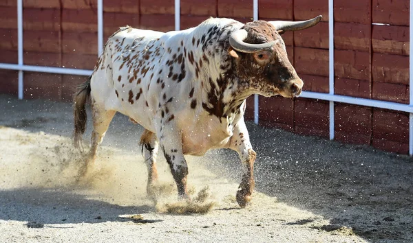 在传统的西班牙斗牛场面中愤怒的公牛 — 图库照片
