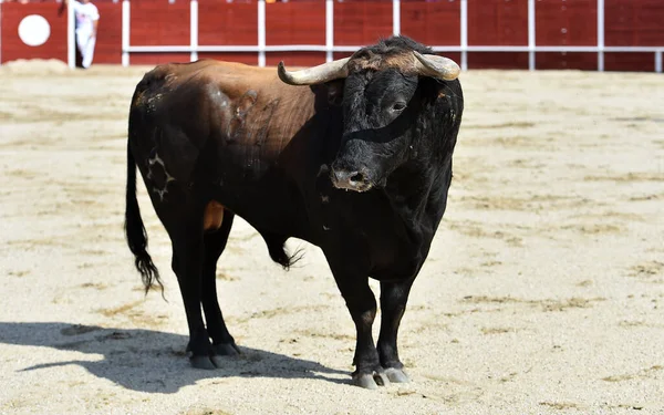 Wściekły Byk Tradycyjnym Spektaklu Walki Byków Hiszpanii — Zdjęcie stockowe