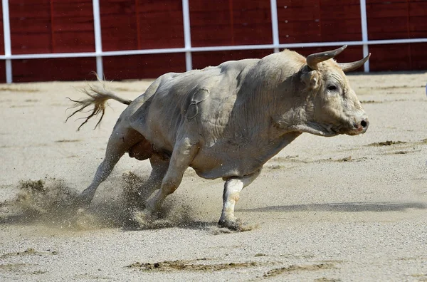 スペインの闘牛の伝統的な光景に怒りの雄牛 — ストック写真