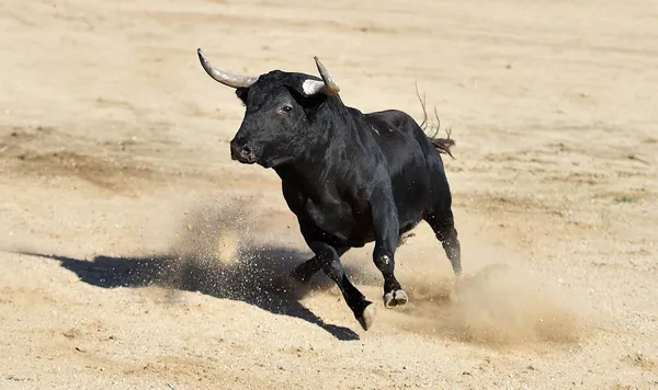 Boze Stier Het Traditionele Spektakel Van Stierenvechten Spanje — Stockfoto