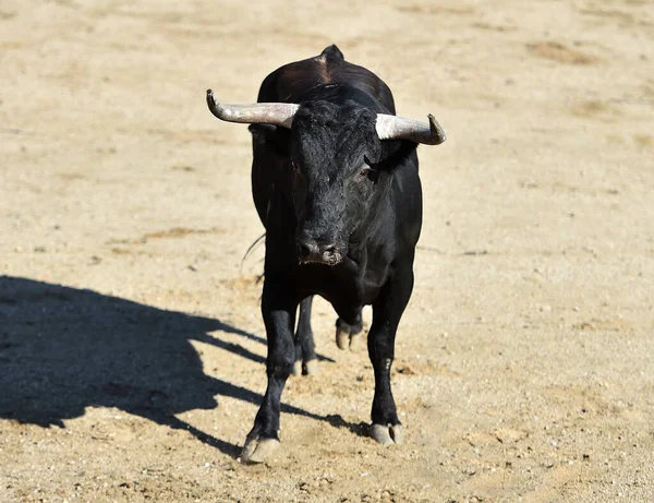 Touro Zangado Espetáculo Tradicional Tourada Espanha — Fotografia de Stock