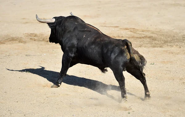 Arg Tjur Det Traditionella Spektaklet Tjurfäktning Spanien — Stockfoto