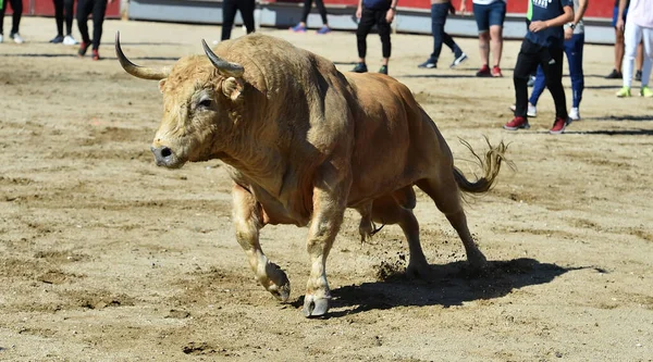 スペインの闘牛の伝統的な光景に怒りの雄牛 — ストック写真