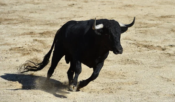 Toro Arrabbiato Nel Tradizionale Spettacolo Della Corrida Spagna — Foto Stock