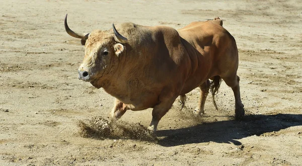 Taureau Colère Dans Spectacle Traditionnel Corrida Espagne — Photo