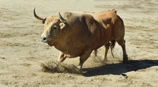 Dühös Bika Hagyományos Látványosság Bikaviadal Spanyolországban — Stock Fotó