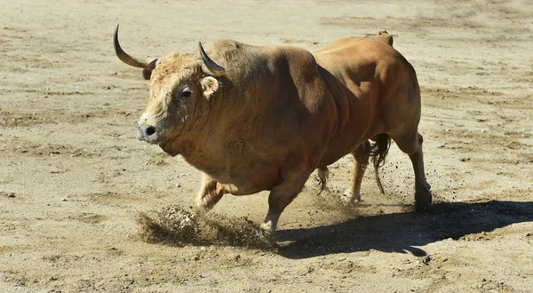 Touro Zangado Espetáculo Tradicional Tourada Espanha — Fotografia de Stock