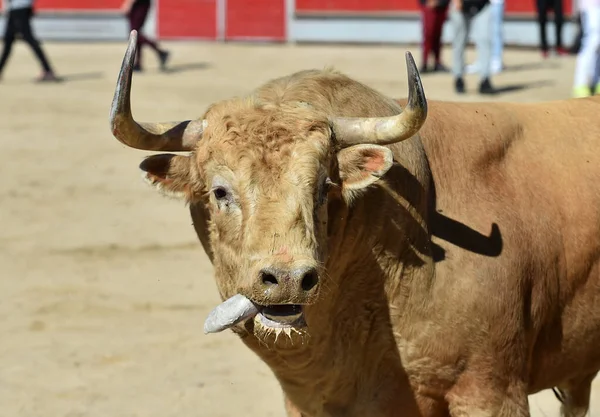 angry bull in the traditional spectacle of bullfight in spain