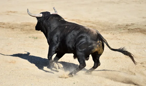Toro Arrabbiato Nel Tradizionale Spettacolo Della Corrida Spagna — Foto Stock