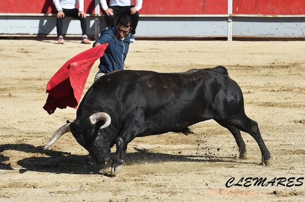 Angry Bull Traditional Spectacle Bullfight Spain — Stock Photo, Image