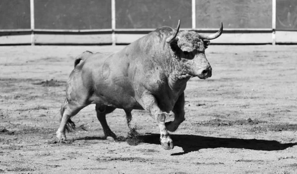 Toro Arrabbiato Nel Tradizionale Spettacolo Della Corrida Spagna — Foto Stock