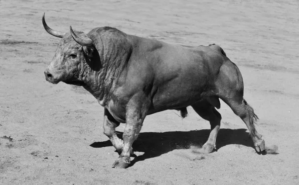 Taureau Colère Dans Spectacle Traditionnel Corrida Espagne — Photo