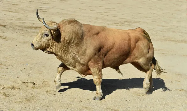 Wütender Stier Beim Traditionellen Stierkampf Spektakel Spanien — Stockfoto