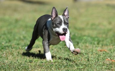 Yeşil tarlada bir Amerikan zorba köpek yavrusu