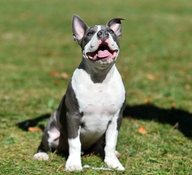 Yeşil tarlada bir Amerikan zorba köpek yavrusu