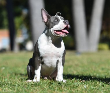 Yeşil tarlada bir Amerikan zorba köpek yavrusu