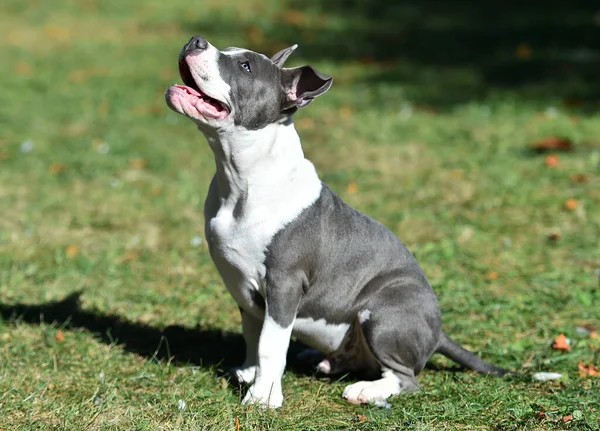 Chien Tyran Américain Chiot Dans Champ Vert — Photo