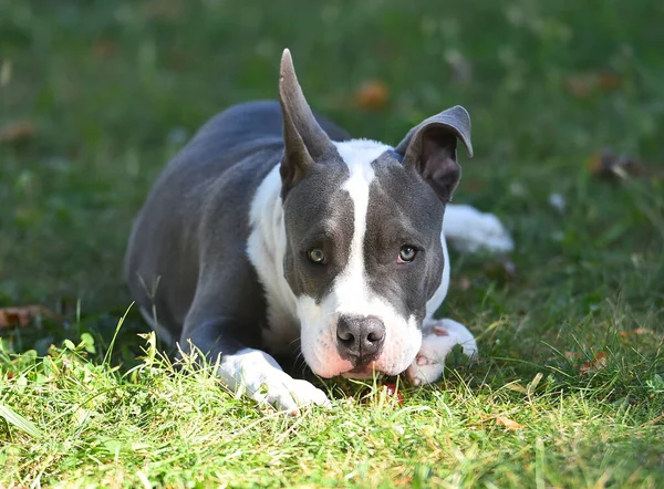 American Bully Dog Puppy Green Field — Stock Photo, Image
