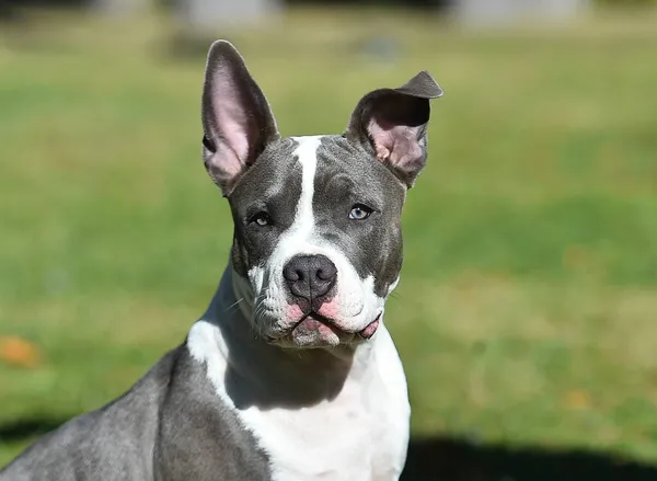 Cachorro Perro Bravucón Americano Campo Verde — Foto de Stock