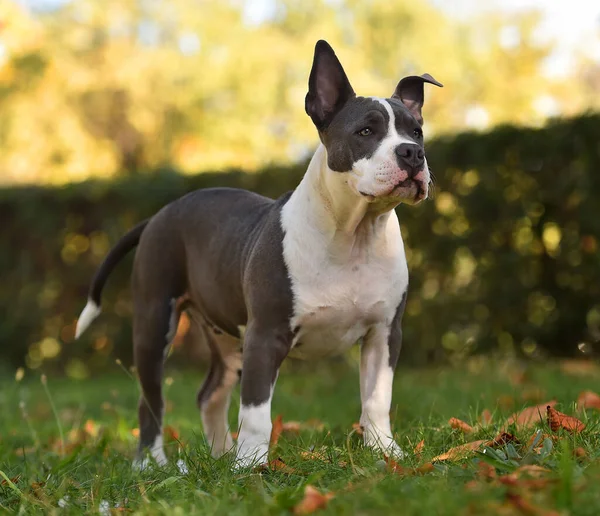 Cachorro Perro Bravucón Americano Campo Verde — Foto de Stock